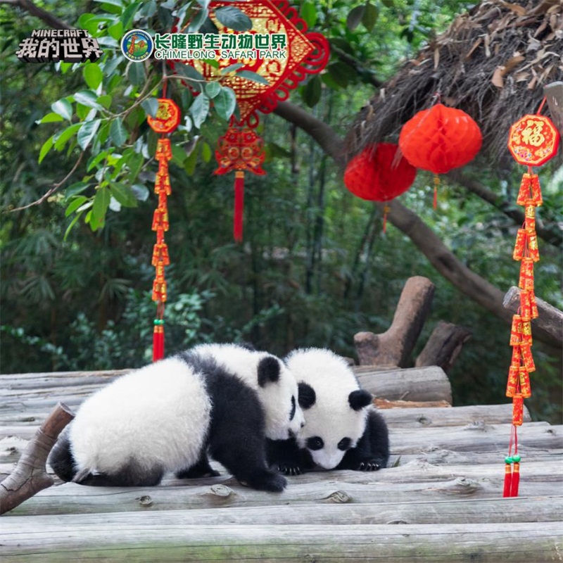 熊猫大拜年！《我的世界》走进长隆野生动物世界啦