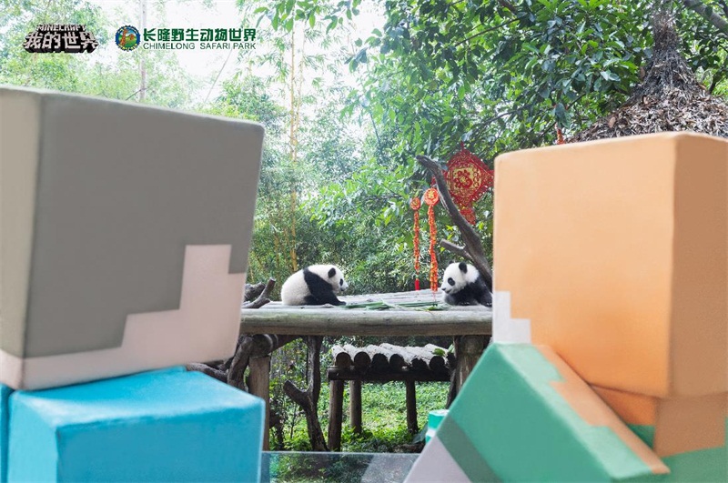 熊猫大拜年！《我的世界》走进长隆野生动物世界啦