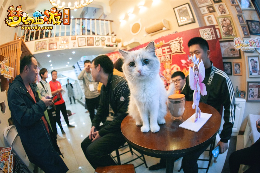 撸猫饮咖享赛事!《梦幻西游》电脑版携手七城猫咖，为“百城兽王赛”助力
