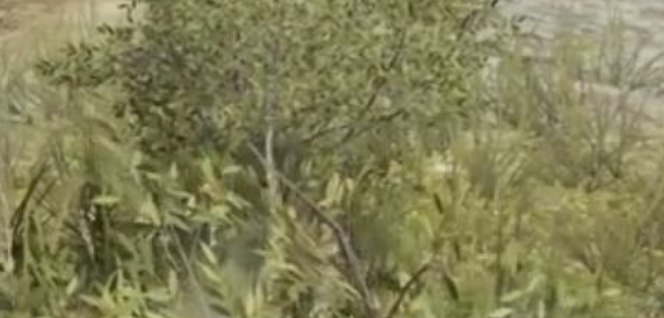 绝地求生草衣怎么来的