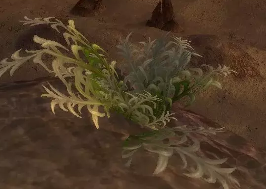 《魔兽世界》怀旧服山鼠草采摘地点