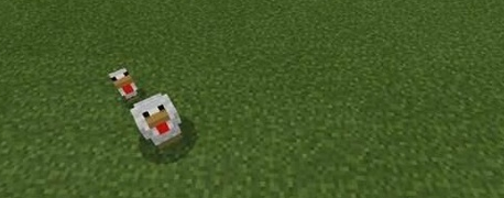我的世界小鸡吃什么