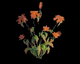 《剑网3》橙色葵百合介绍