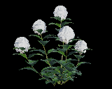 《剑网3》纯白八仙花介绍