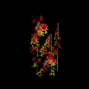 《剑网3》红锦牵牛介绍