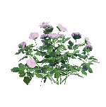 《剑网3》粉团玫瑰介绍