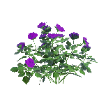 《剑网3》禁彩玫瑰介绍