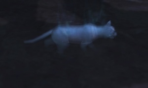 《魔兽世界》露西遗失的项圈有什么用