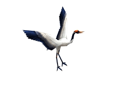 天龙八部归来武当门派坐骑一览