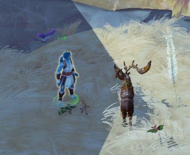 《魔兽世界》9.0宠物对战世界任务攻略